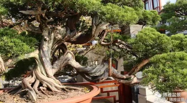 清逸园，一座闹中取静的“文人园林”