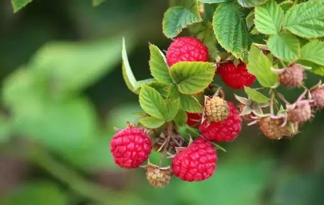 贵阳这个季节水果采摘线路，错过又要等一年