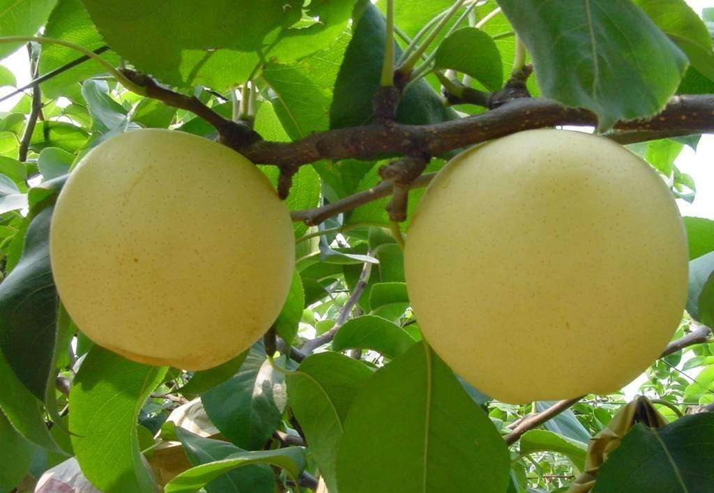 中国所有省市的特产图片,中国34个行政区的特产