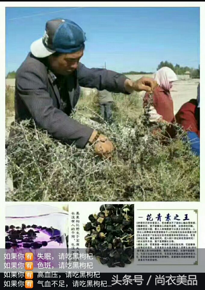 黑枸杞新货野生枸杞子,疆大果新疆黑枸杞