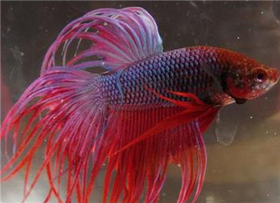 泰国斗鱼吃什么食物,泰国斗鱼喜欢吃什么饲料