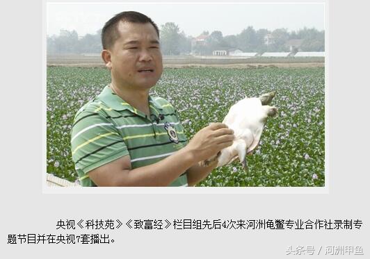 鼎故与革新：河洲龟鳖专业合作社1.0版到3.0版的升级之路