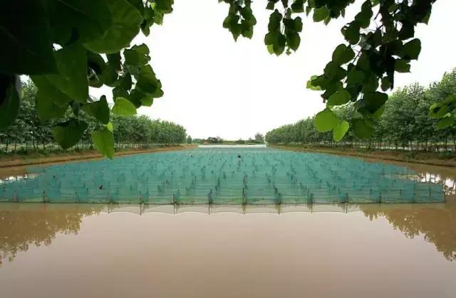 国内黄鳝需求量,广东黄鳝需求量