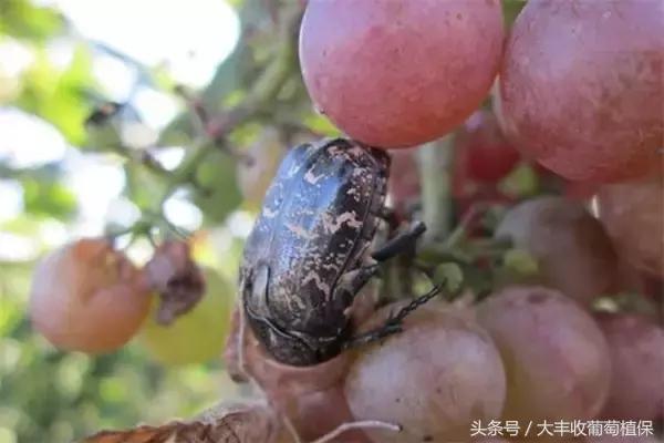 葡萄园挖土时，发现这种白色肉虫，一定要重视