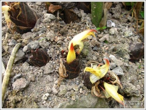 这种蔬菜堪比人参,这种蔬菜堪比菜中人参