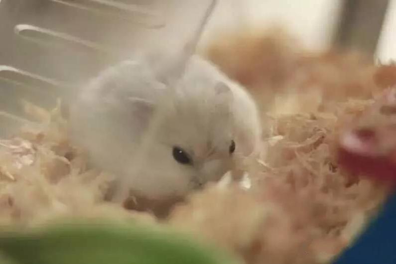 宠物仓鼠知识大全集,关于宠物仓鼠的文章