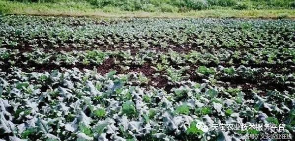 西兰花黑心是什么原因引起的,西兰花黑心病用什么药