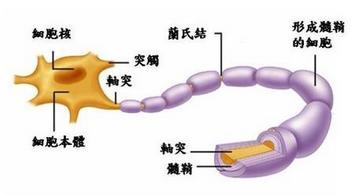 北京中医脱髓鞘,西安治疗脱髓鞘最好中医