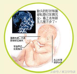 孕8周监测胎心位置,孕8周到11周怎么确定胎儿健康成长