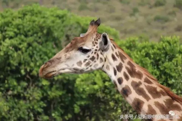 风动？树动？心动！致你，Kenya