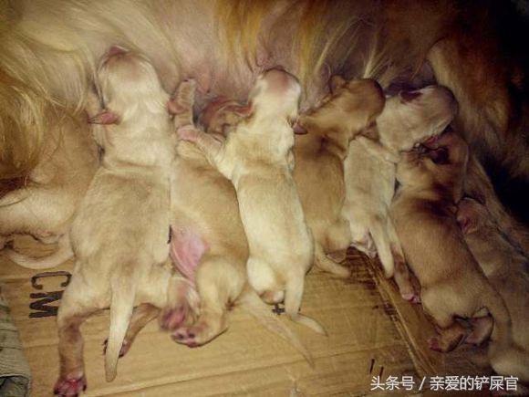 狗狗怀孕后有哪些征兆,狗狗怀孕后有哪些表现