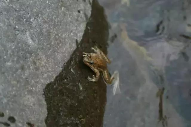 山西历山舜王坪大草原攻略,看云海高山草甸的地方