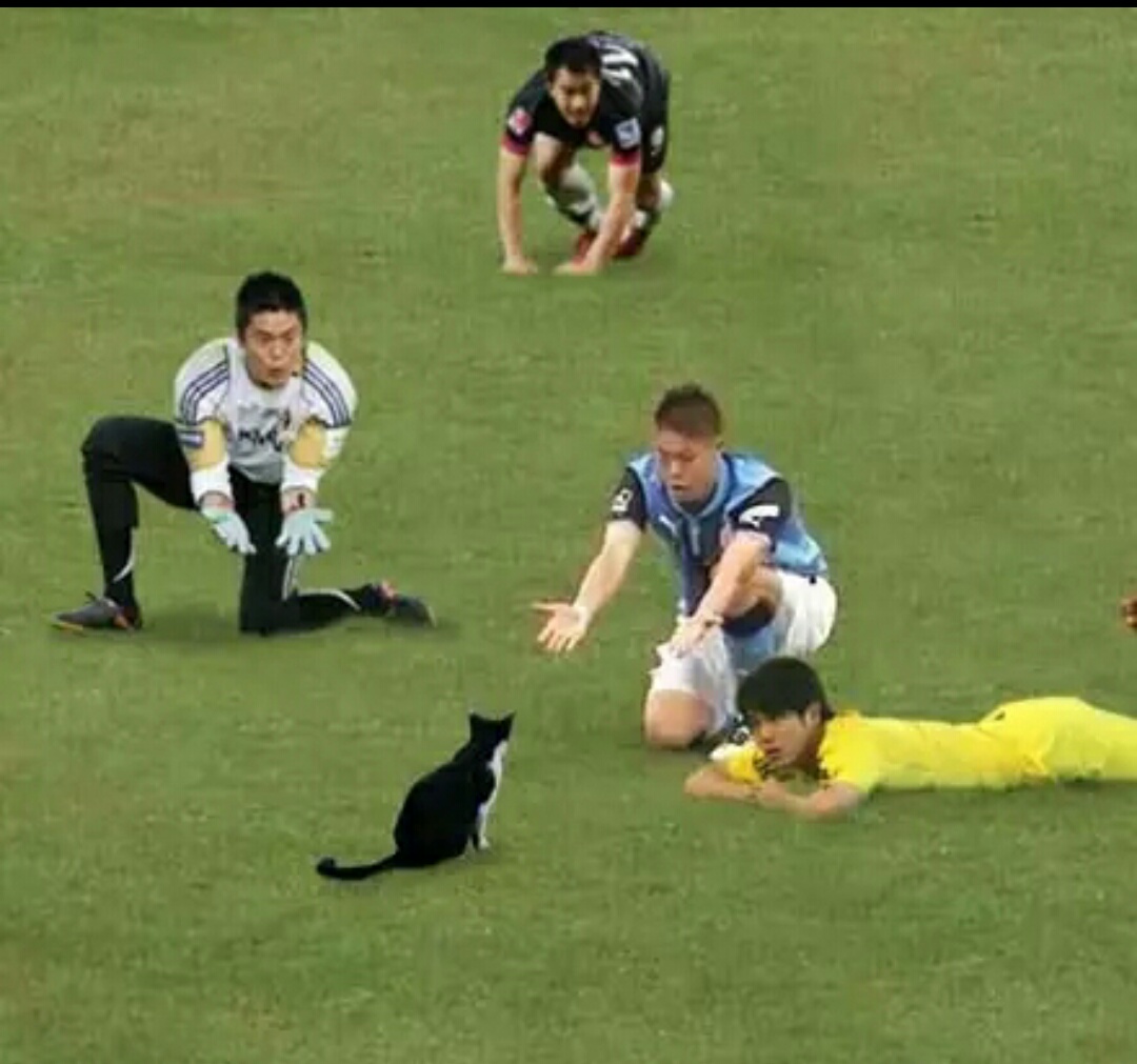 网友把足球p成猫之后，哈哈哈，第一张就笑疯