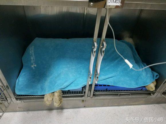 萨摩耶中暑几率大吗,萨摩耶中暑死亡