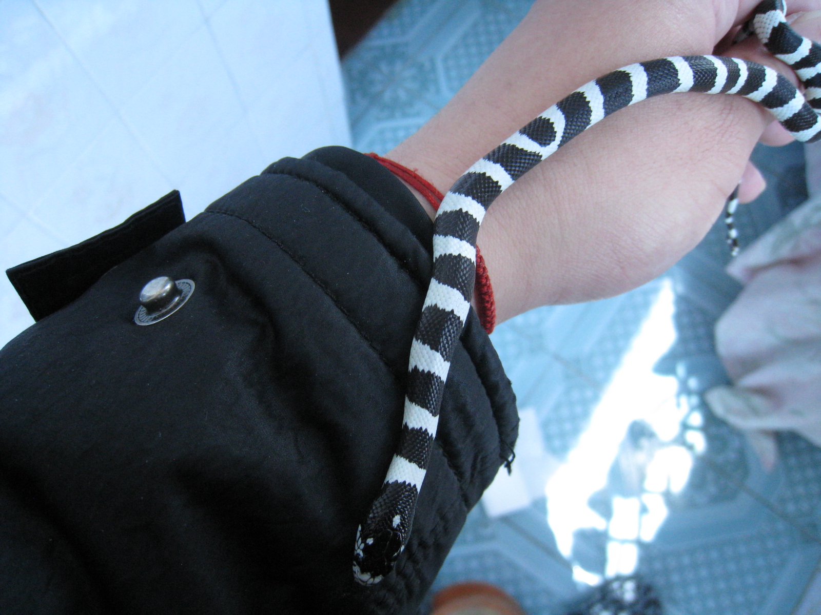 你喜欢养宠物吗套路,你喜欢养蛇的人吗