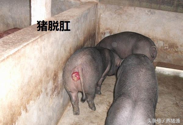 猪脱肛是什么病用什么药治疗,猪脱肛怎么治疗好得快效果最好