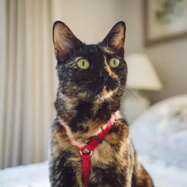 玳瑁猫有什么好,玳瑁猫猫界有多受欢迎