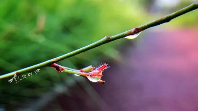 在照片上制作印章水印,照片怎么加像印章的文字