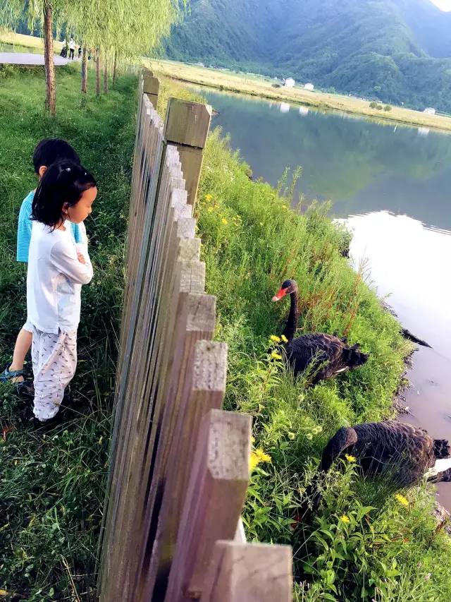 北纬30°神秘之境,在高山草甸、追逐鹿群,这里美的像天堂!