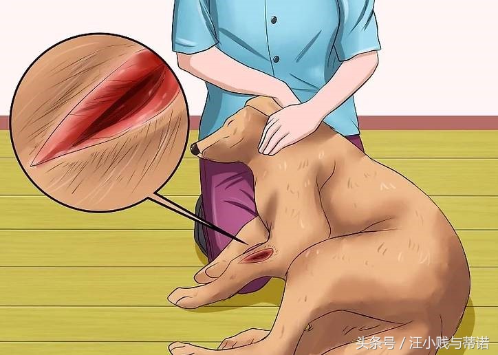 当狗狗受伤，实用土办法教你给狗狗止血！