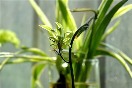 怎样水培吊兰扦插,水培吊兰怎样才能长的更快