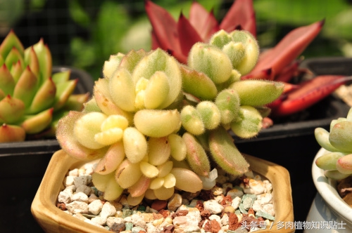 熊童子超级好看的多肉,熊爪多肉一枝怎么养活