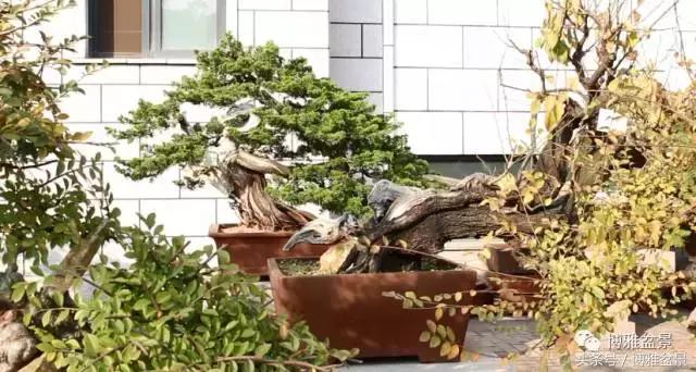 清逸园，一座闹中取静的“文人园林”