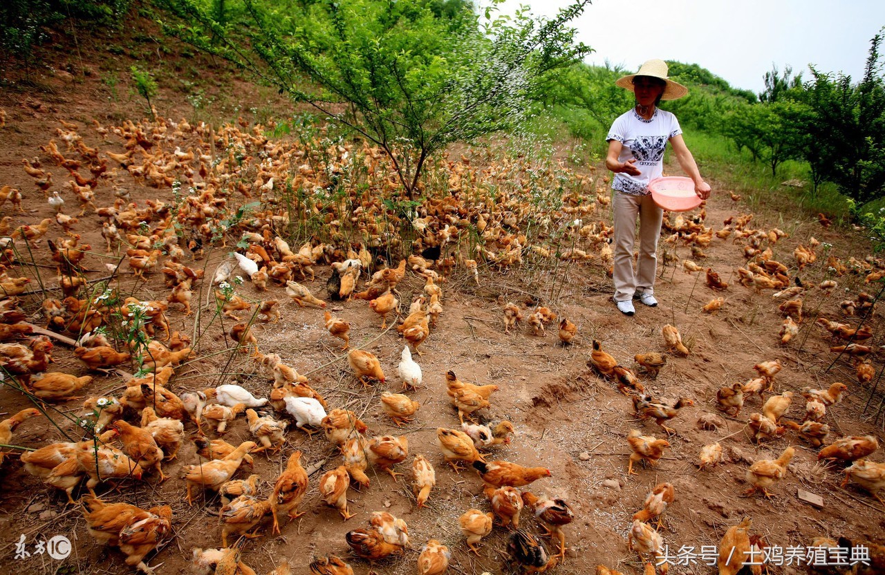 散养土鸡下蛋带血是什么原因,散养土鸡母鸡掉毛是什么原因