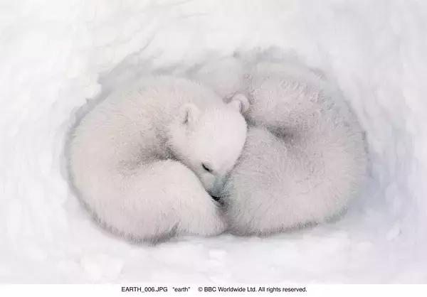 地球神奇的一天纪录片完整版,给孩子看的纪录片神奇地球