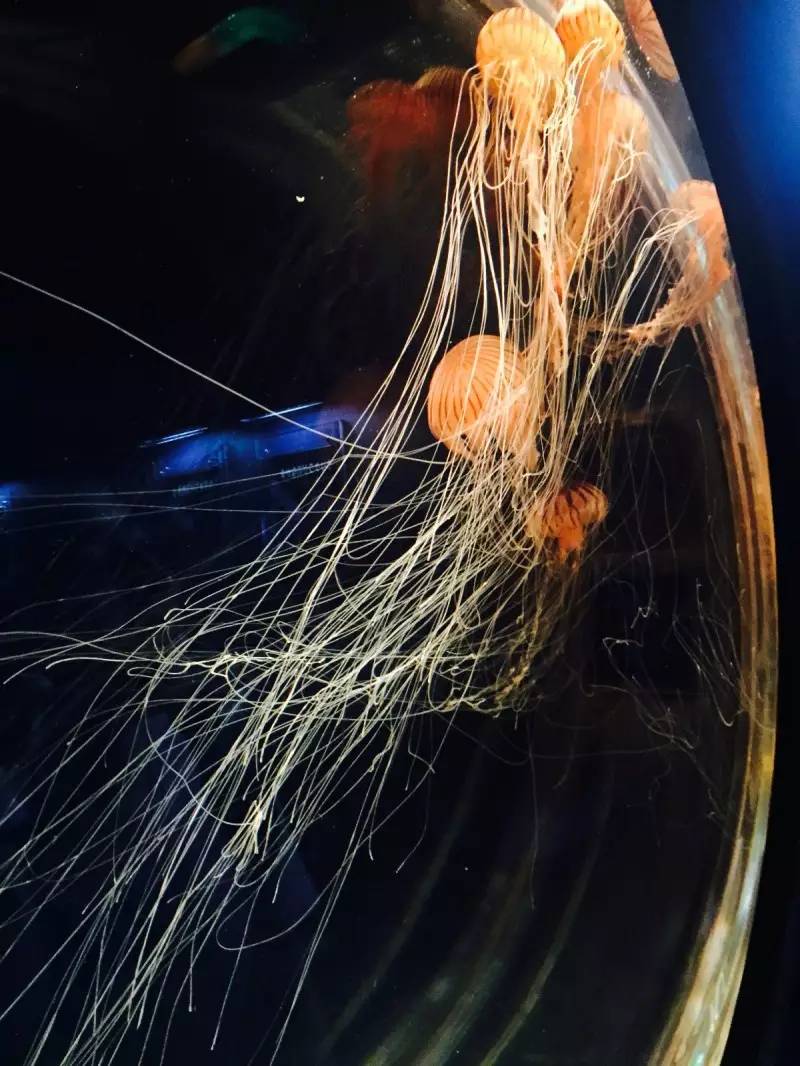 如何穷游日本30天,美女穷游日本15天