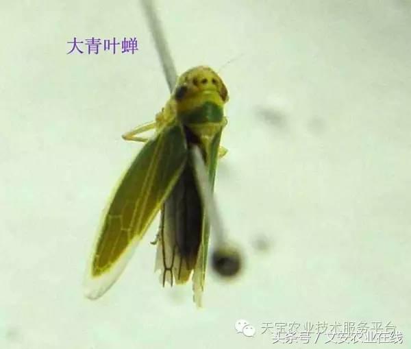 十大杀卵杀虫剂,内吸性杀虫剂十大排行