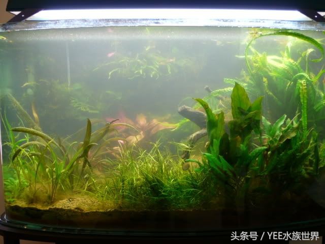 硝化细菌多长时间能让鱼缸变清澈,锦鲤鱼缸水变绿了怎样变清澈