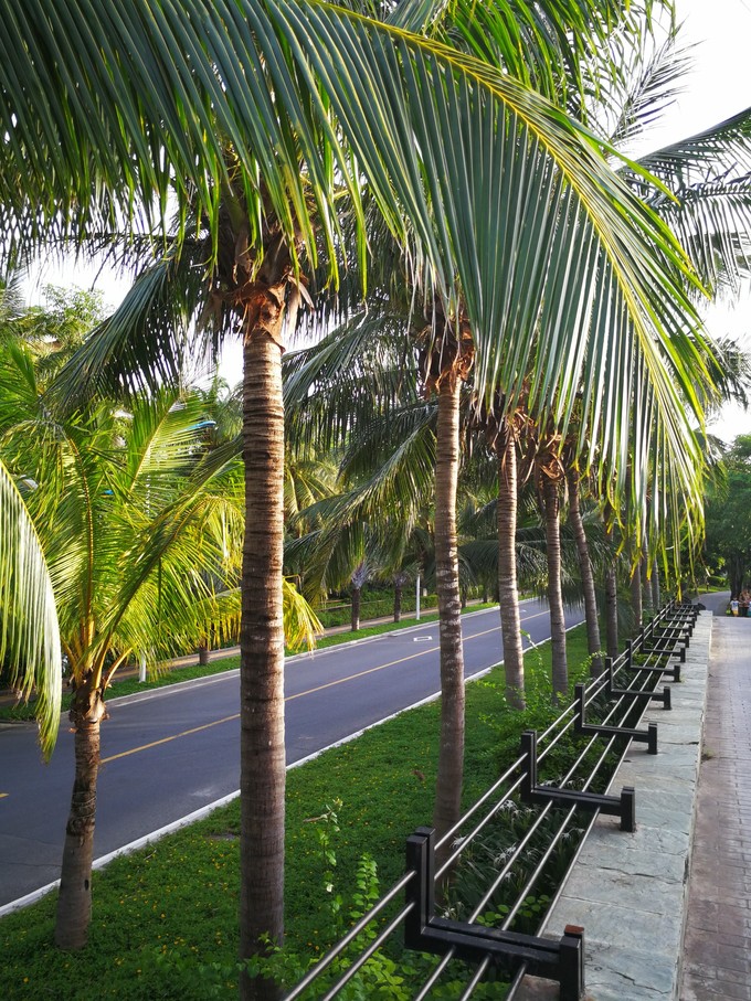带着老妈和宝贝游三亚（两家铂尔曼和亚龙湾红树林度假之旅）