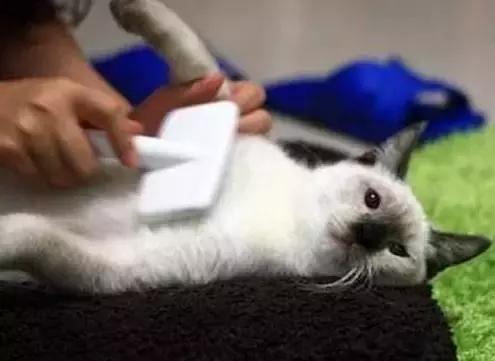 防止猫咪中暑的最佳方法,天气太热了猫咪中暑了怎么办