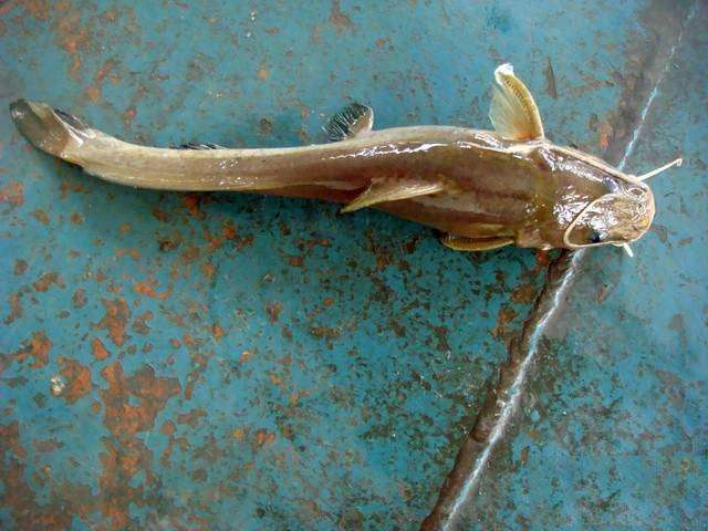 此鱼酷似老鼠，味道毫不逊于“长江三鲜”只是很难钓获