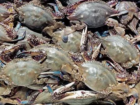 东海开渔节后海鲜什么时候能到,东海全面开渔第一网海鲜被抢空