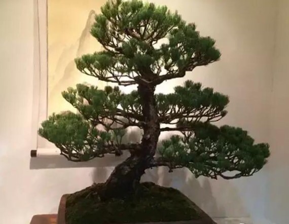 高山流水式松树盆景,亭亭山上松瑟瑟谷中风对比