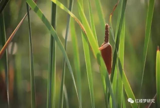 红楼梦中草木是什么意思,红楼梦植物代表什么