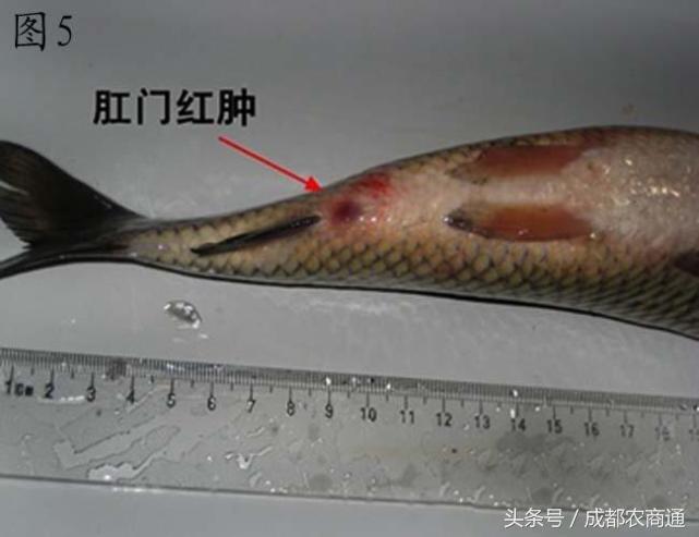 鱼竖鳞病怎么治最好,鱼摆盘有哪些禁忌