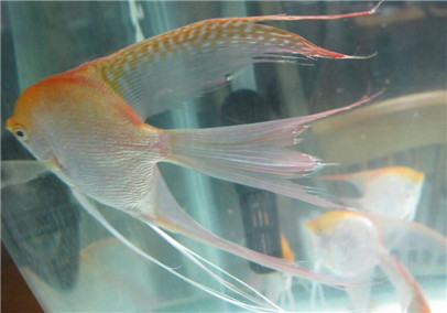 神仙鱼防止寄生虫,神仙鱼用什么药治疗