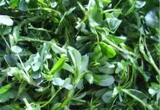 甘肃苜蓿疙瘩做法,正宗甘肃苜蓿浆水制作方法