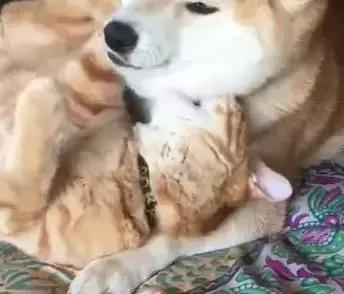 别跟我谈什么梦想我只想躺赢,别跟我谈什么梦想