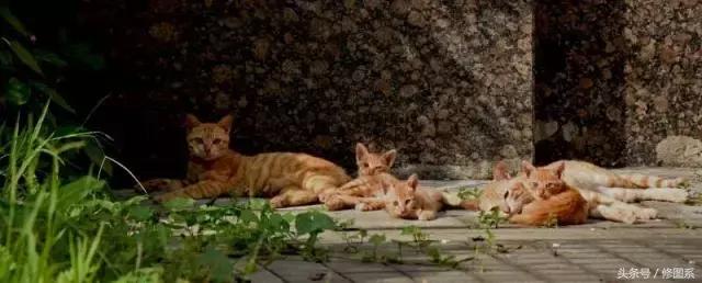 修图师会用哪些修图软件,修图师都用ps么