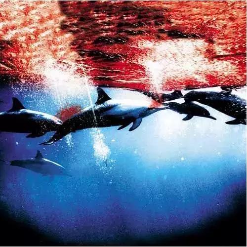 地球神奇的一天纪录片完整版,给孩子看的纪录片神奇地球