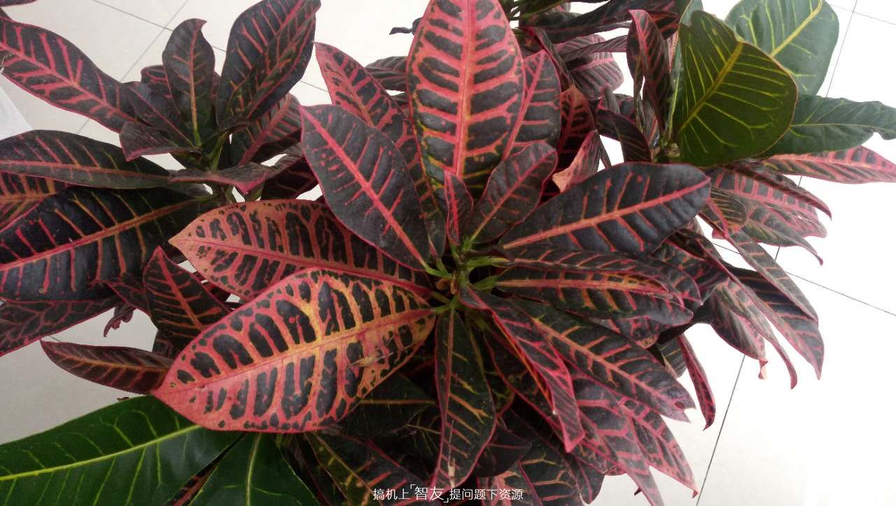 华硕飞马3,华硕飞马4a屏幕