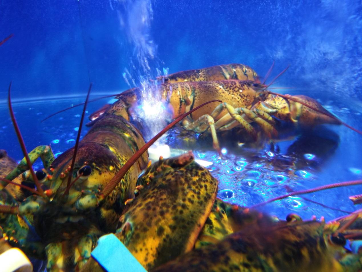 南京苏宁广场仙林什么时候开业,南京徐庄苏宁易购广场