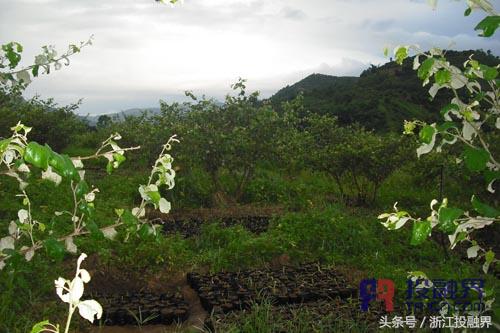 中药材的“明星”，小小白芨缘何受到市场热捧？｜投融界专访曾新