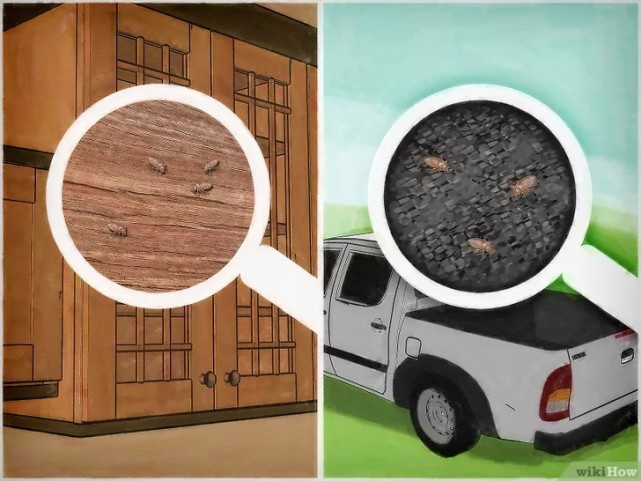 如何清除床虱,广东床虱怎么清除