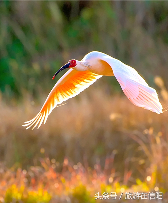 锦绣豫南,信阳罗山风景好的地方推荐