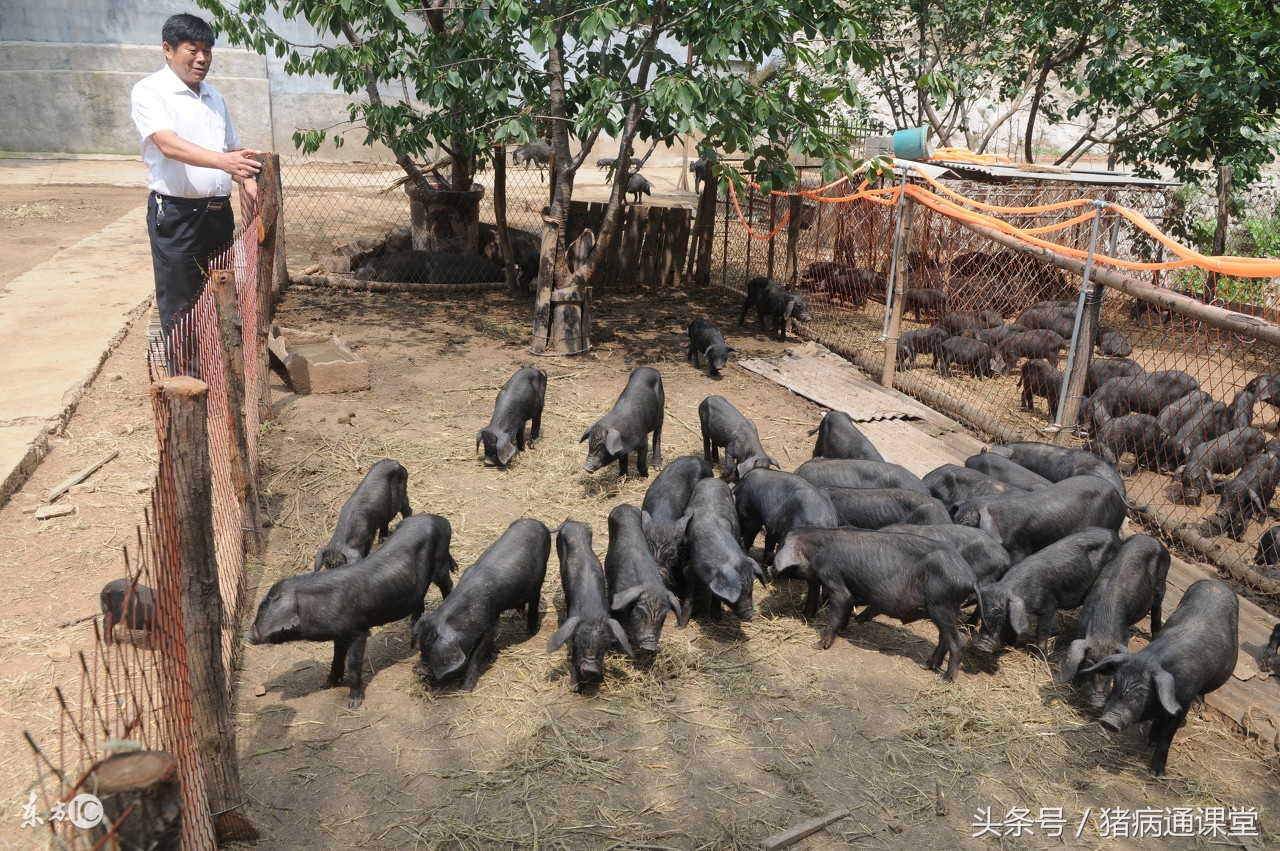 猪疥癣病的防治,猪疥癣会自愈吗